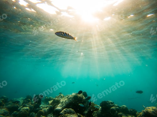 Preview: corals and tropical fish underwater sea life