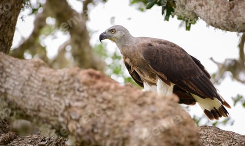 Preview: Grey-headed fish eagle perch on a tree close-up side view shot at Yala national park.