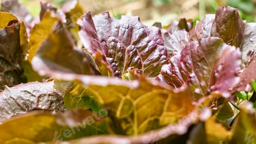 Preview: Nature green background of red leaf lettuce. Lush foliage in spring or summer garden.