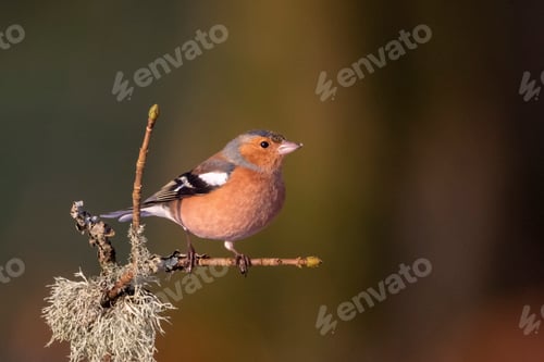 Preview: Chaffinch