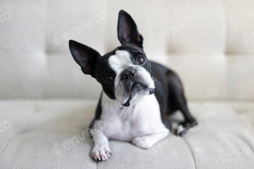 Preview: Cute Boston terrier dog on white couch