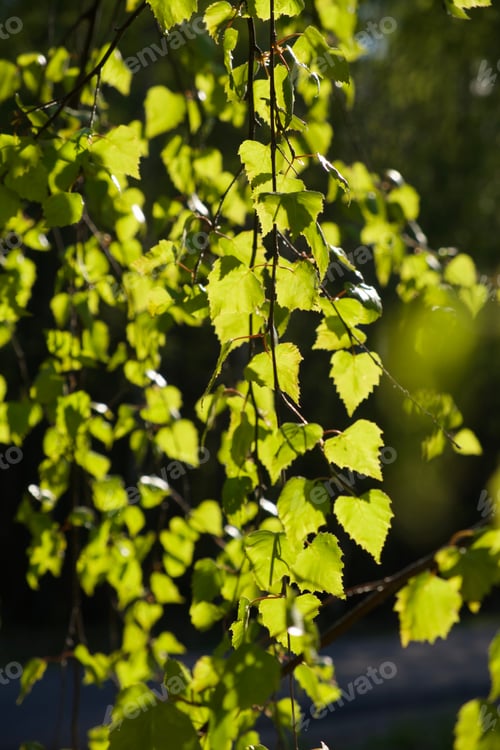 Preview: New birch leaves on green spring background