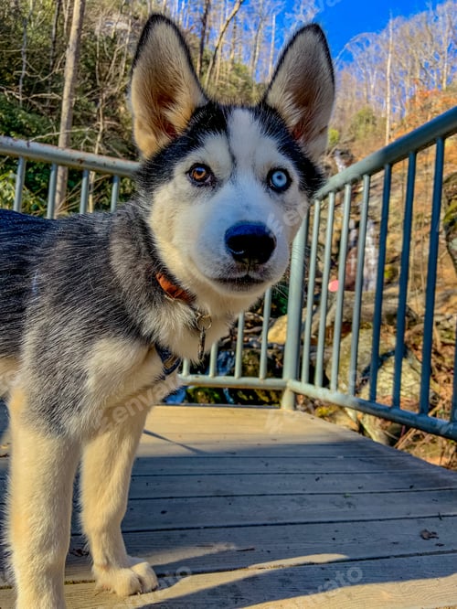 Preview: Husky dog with different colored eyes