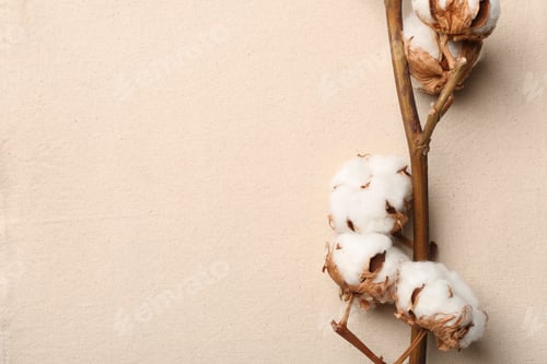 Preview: Branch with cotton flowers on fabric, top view. Space for text
