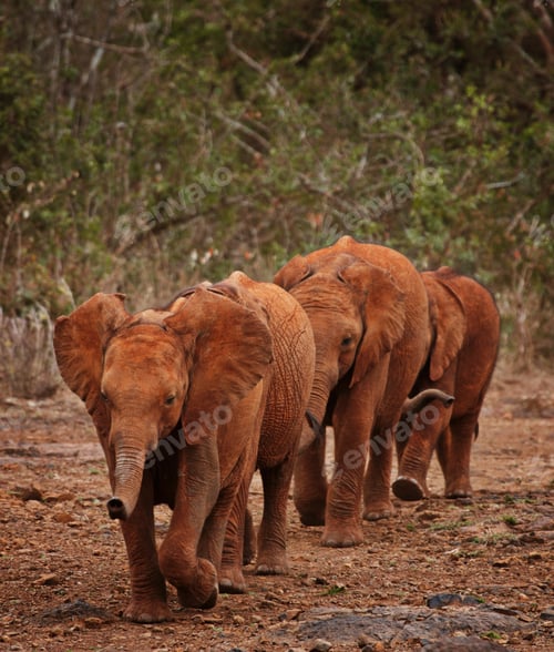 Elephants walking together on path in forest