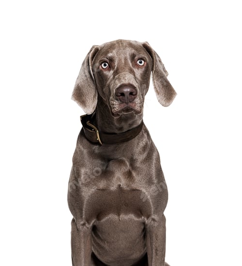 Preview: Weimaraner dog wearing collar, isolated on white