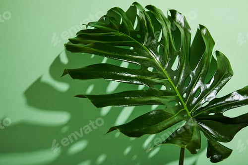 Preview: fresh tropical leaf on green background with shadow