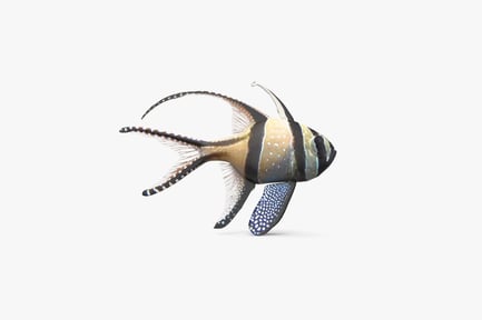 Preview: Banggai Cardinalfish: Striped Reef Dweller