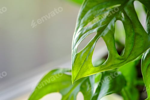 Preview: Monstera Monkey Mask or obliqua or Adansonii stands on the windowsill. Home plants care concept.