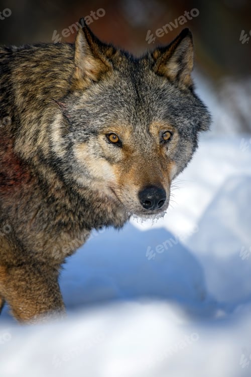 Preview: Gray wolf, Canis lupus, portrait in the winter forest
