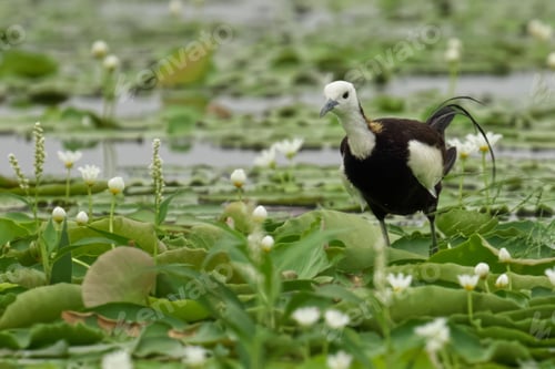 Preview: Pheasant-tailed jacana standing among lush green foliage in a pond near white water lilies