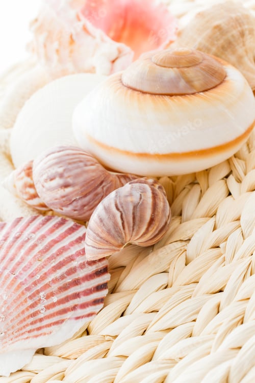 Preview: Sea shells