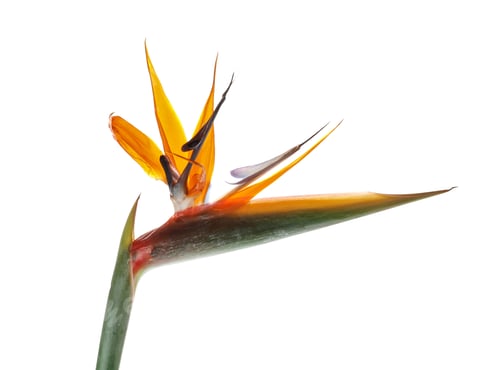 Preview: Beautiful bird of paradise flower on white background. Tropical plant