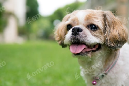 Preview: Portrait of a cute Shih Tzu dog