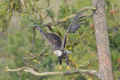 Preview: Bald eagle takes flight from tr