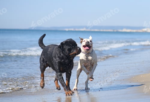 Preview: rottweiler and boxer