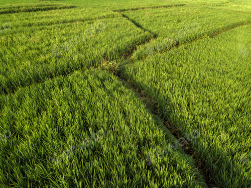 Preview: Aerial view of rice fields,Bali,Indonesia
