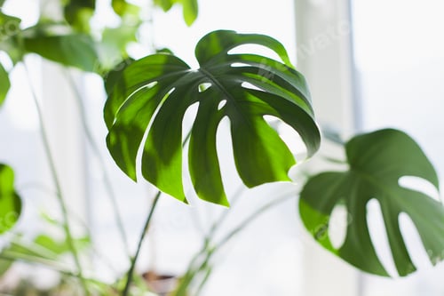 Preview: green monstera deliciosa leaves closeup