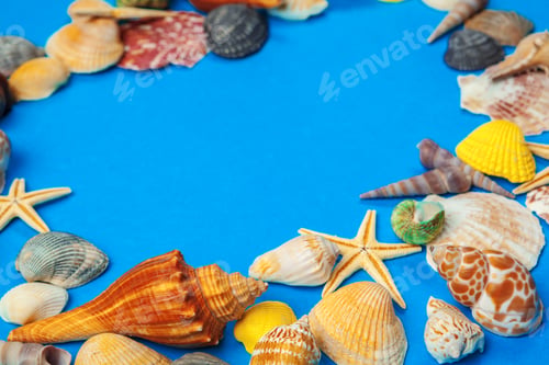 Preview: Flat lay. Top view. Frame of shells of various kinds on a blue background