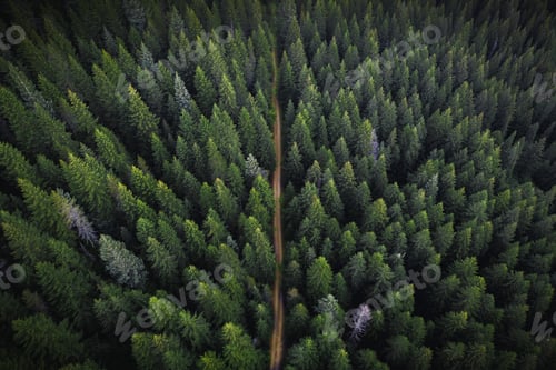 Preview: Drone view of a greenery forest with a dirt road