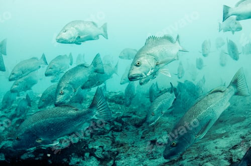 Preview: Cubera snappers