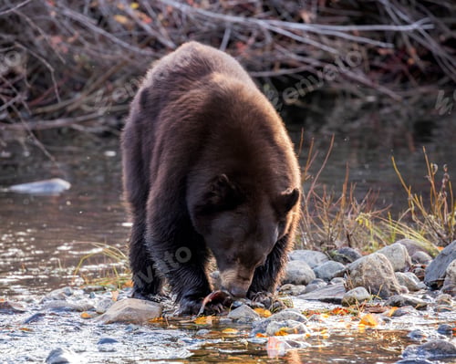 Preview: Bear eating salmon