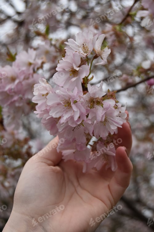 Preview: Cherry blossoms