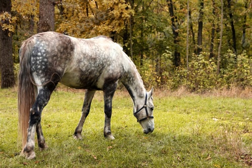 Preview: Horse with bridle in park on autumn day