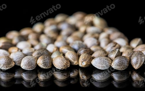 Preview: Selective focus of cannabis seeds on a reflecting surface