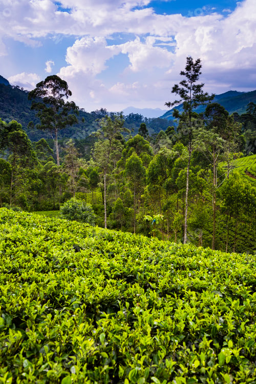 Preview: Tea plantation in the 'tea country', aka 'hill country' of 'Sri Lanka Highlands', Nuwara Eliya Distr