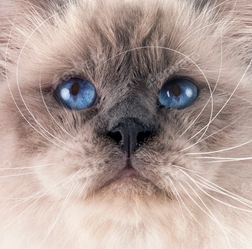 gato birmanês em estúdio
