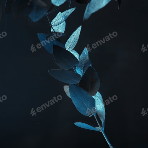 Preview: close up view of eucalyptus plant with green leaves in water