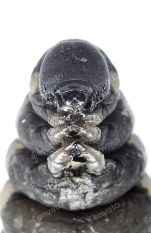 Preview: cocoon caterpillar
