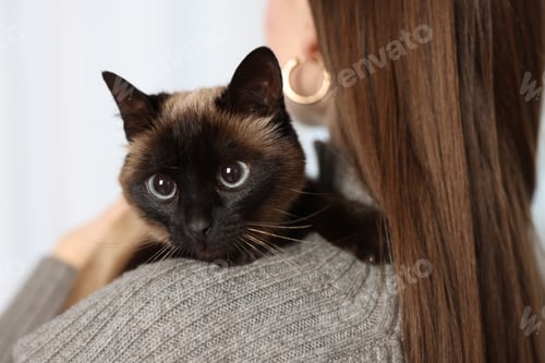 Preview: Woman with adorable Thai cat on blurred background, closeup