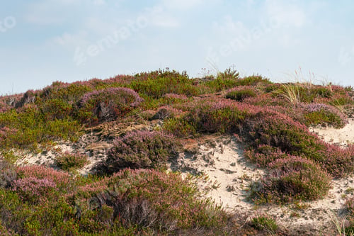 Preview: Heather landscape on the island Sylt, Germany