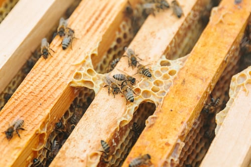 Preview: Bees in a hive crawl on wooden frames with honey, honeycombs are visible.