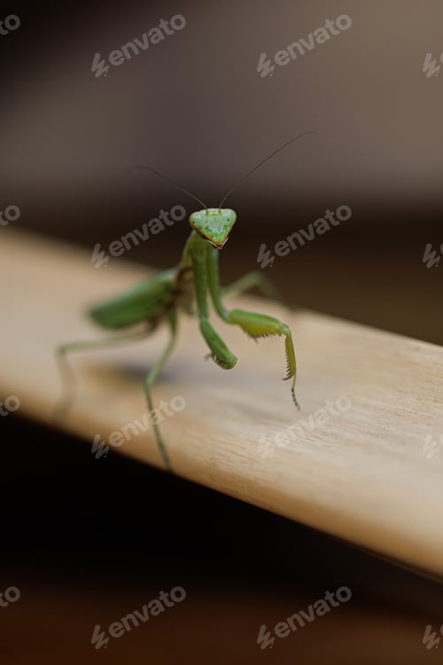 Preview: The mantis waits sitting on the board. Green mantis insect macro photo