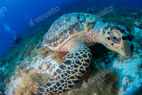 Preview: Hawksbill turtle (Eretmochelys imbricata) feeding on reef, Cozumel, Quintana Roo, Mexico