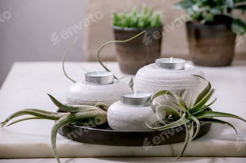Preview: Plant composition with tillandsia air and candle holders