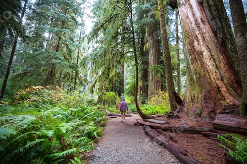 Preview: Redwoods