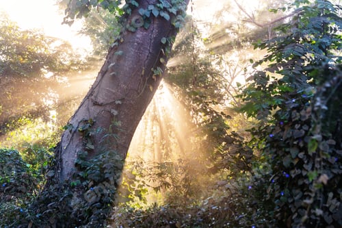 Preview: Sunny beams