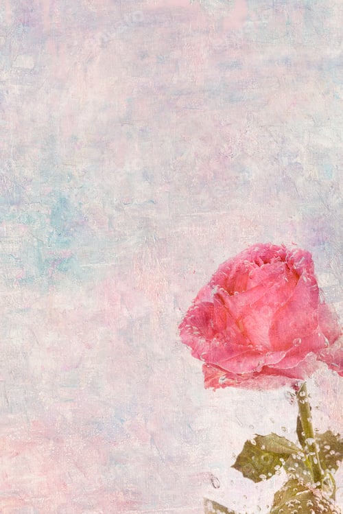 Preview: Copy space with a blooming pink rose