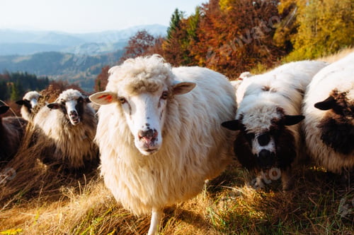 Preview: Herd of sheep