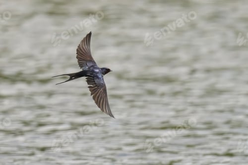 Preview: Swallow in mid-flight over a body of water with its wings fully extended