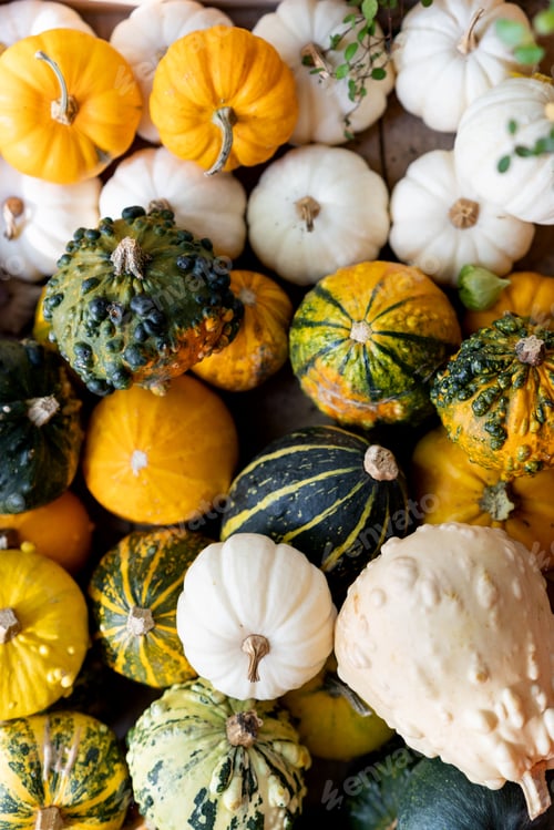 Preview: Overhead view of pumpkins