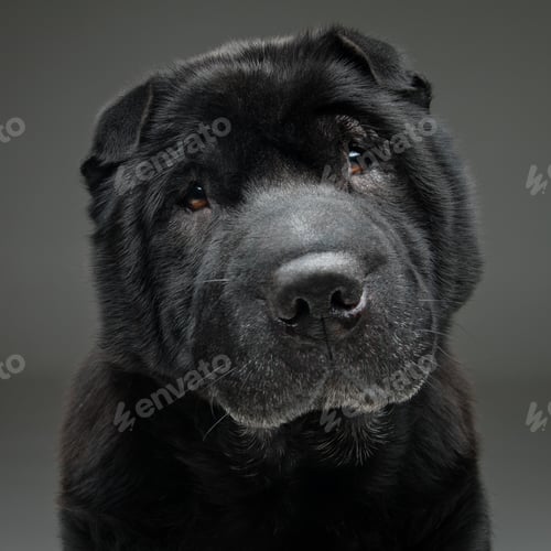 Preview: Beautiful black shar pei dog over grey background