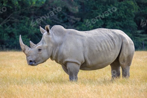 Preview: Closeup of a rhinoceros standing in a lush prairie of tall grass