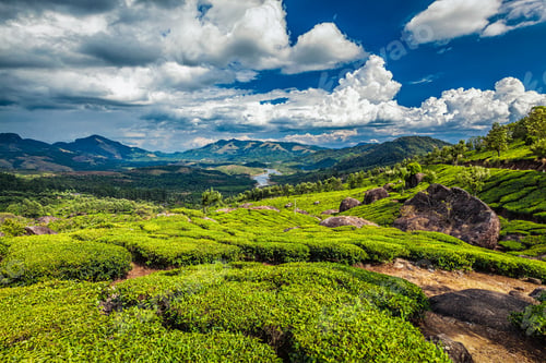 Preview: Tea plantations and river in hills, Kerala, India