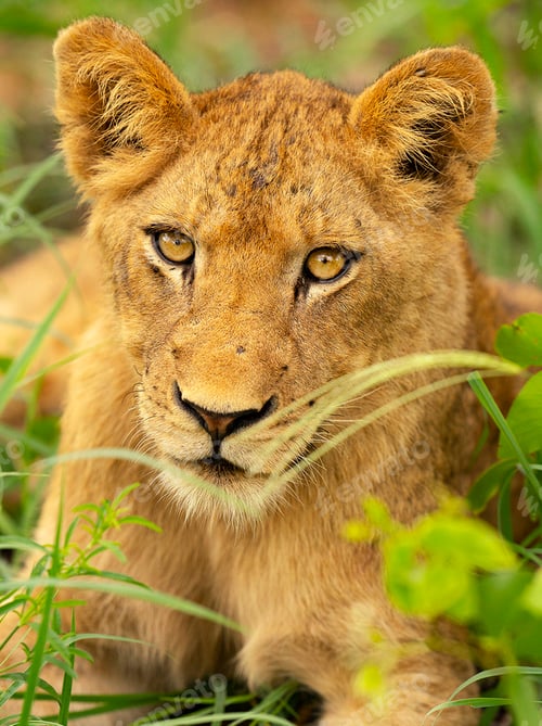 Preview: A Beautiful wildlife in the World