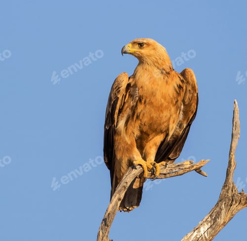 Preview: A Beautiful Wildlife photography pictures